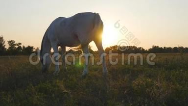 日落时，白马在草地上吃草. 马在田里吃青草。 关门